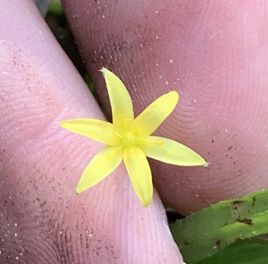 Hypoxis wrightii