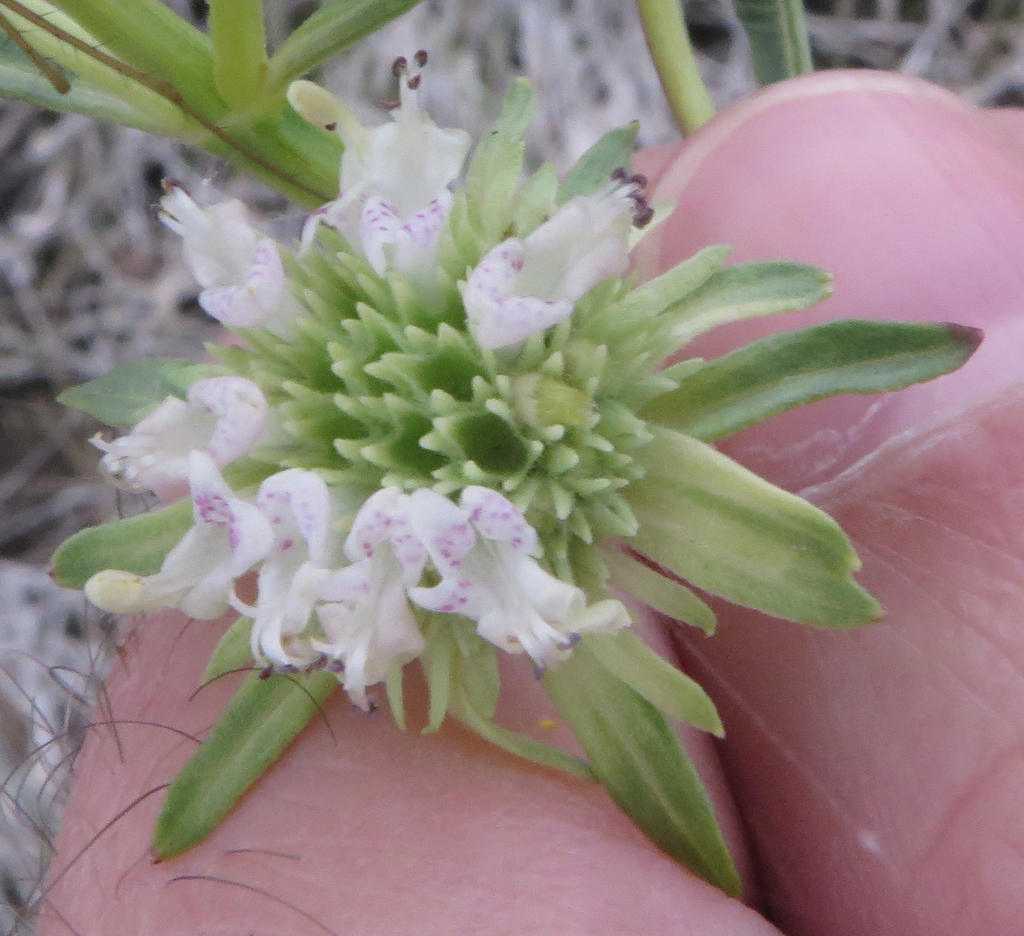 Hyptis alata