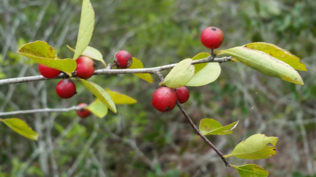 Ilex ambigua