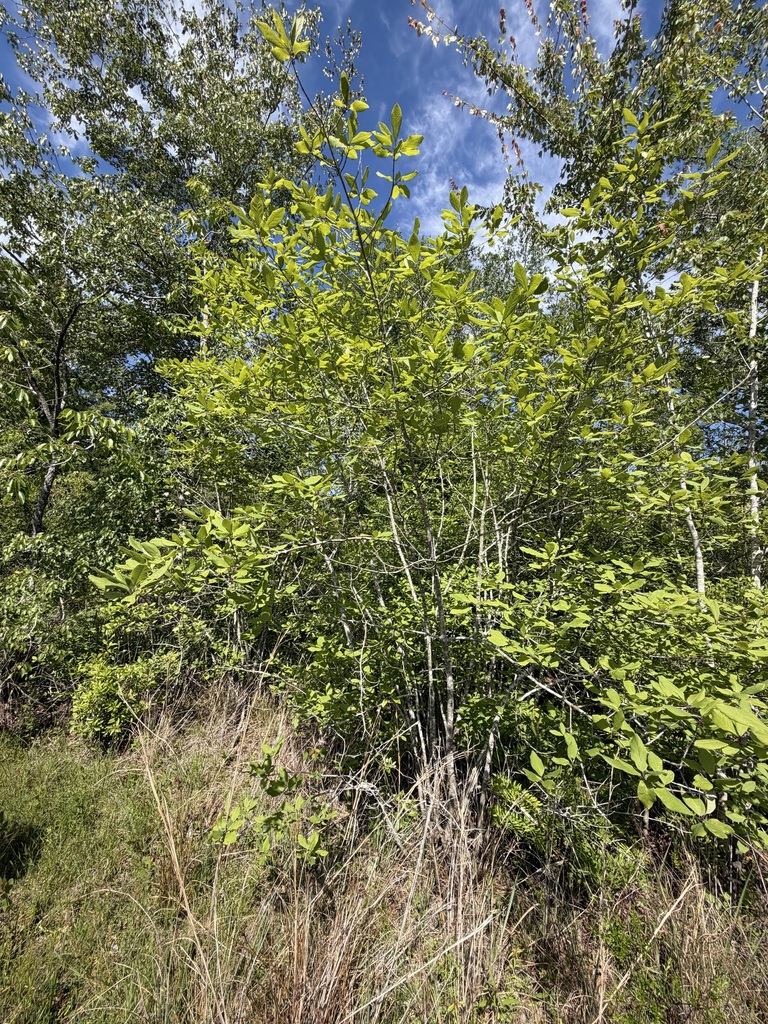 Ilex amelanchier