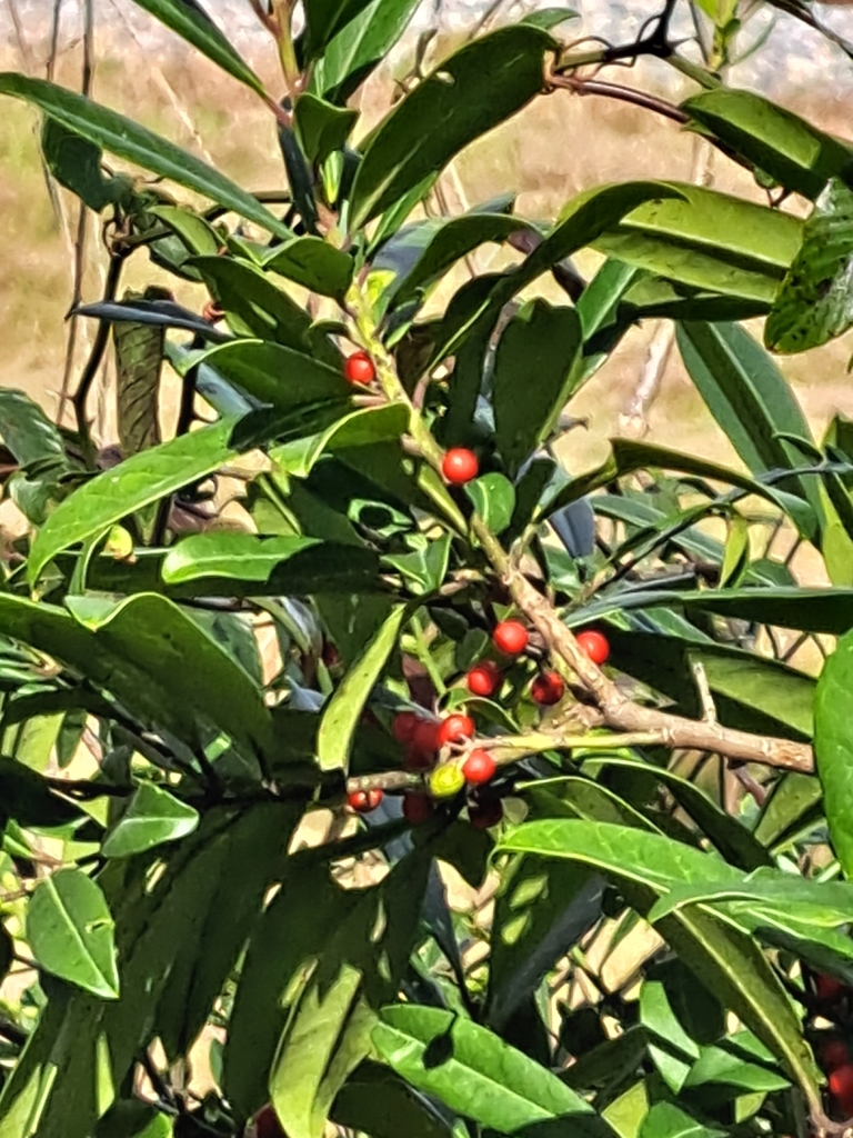 Ilex cassine var. cassine
