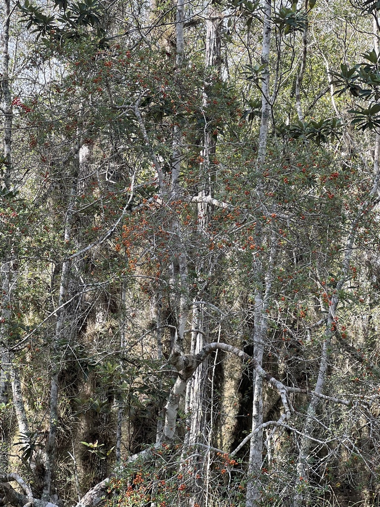 Ilex cassine var. myrtifolia