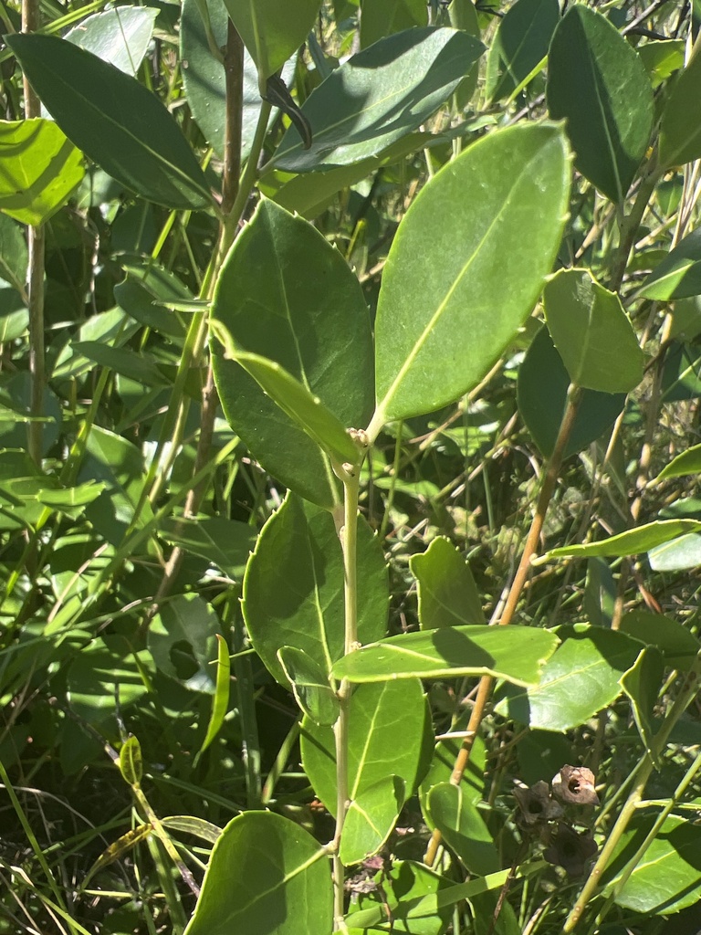 Ilex coriacea
