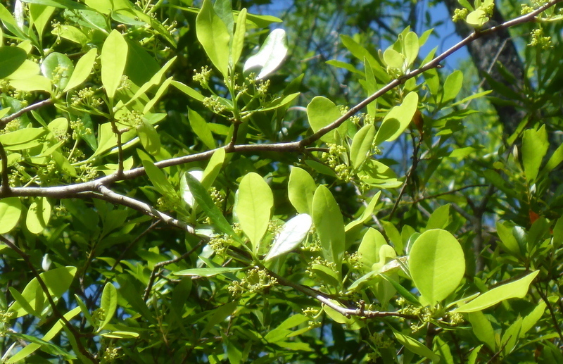 Ilex decidua