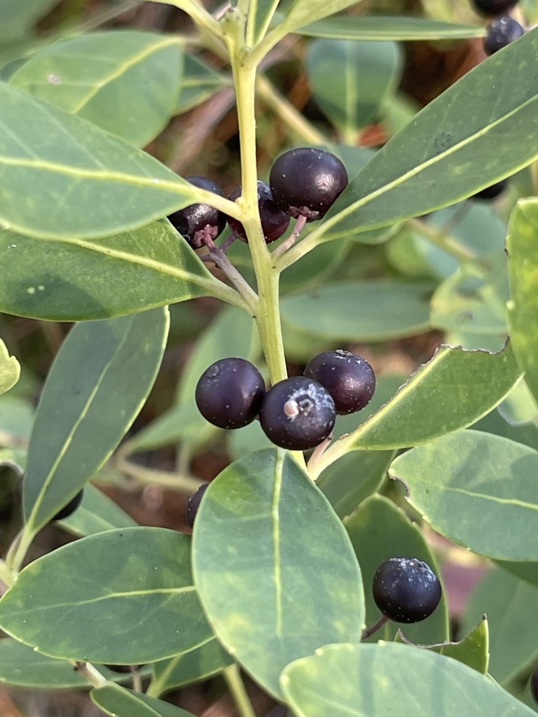 Ilex glabra