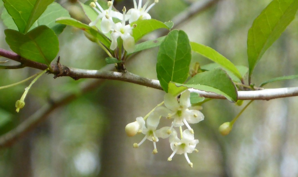 Ilex longipes