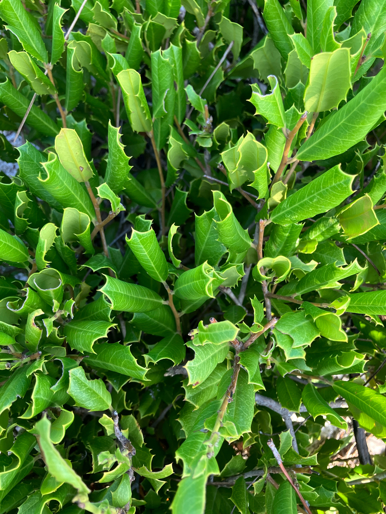 Ilex opaca var. opaca
