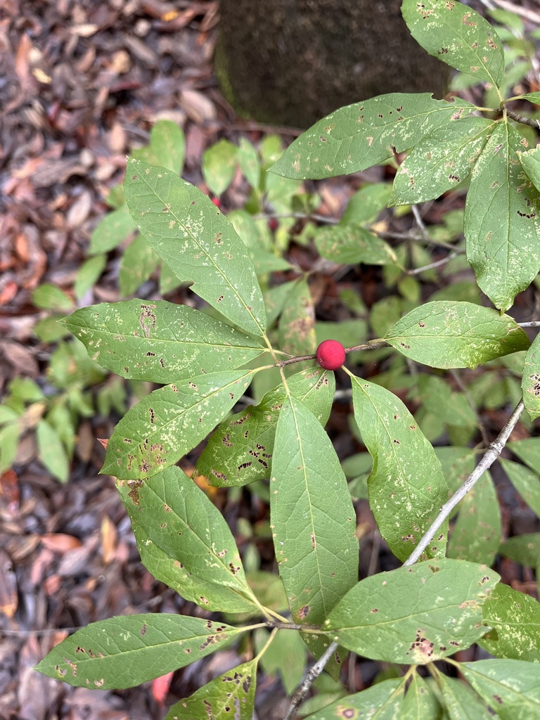 Ilex verticillata