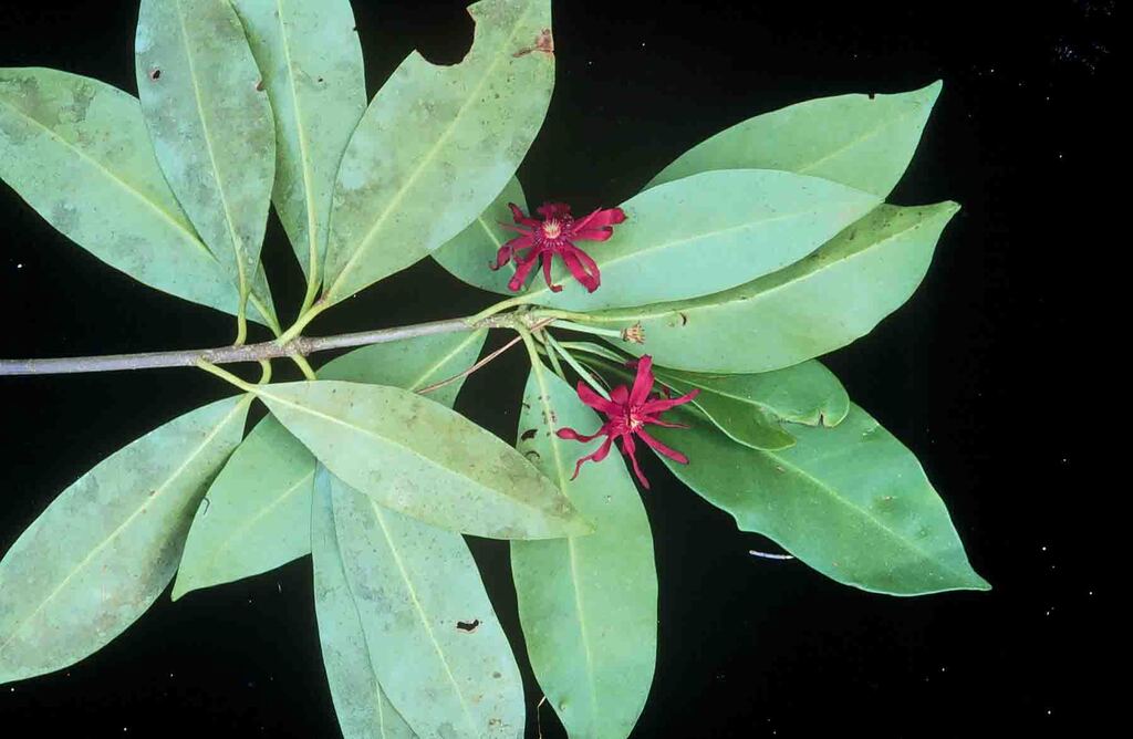 Illicium floridanum