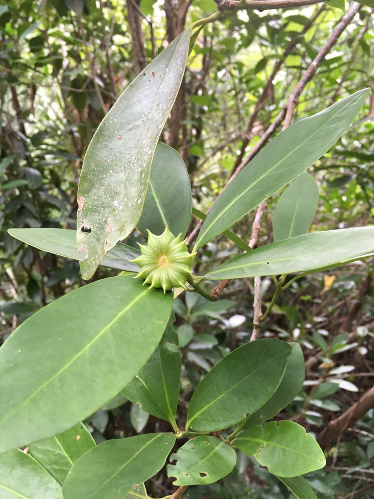 Illicium parviflorum