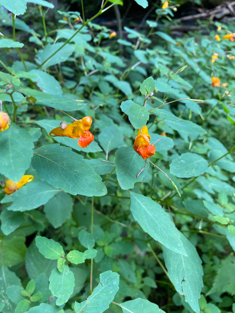 Impatiens capensis