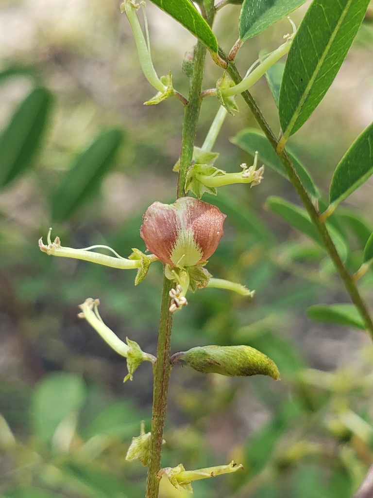 Indigofera caroliniana