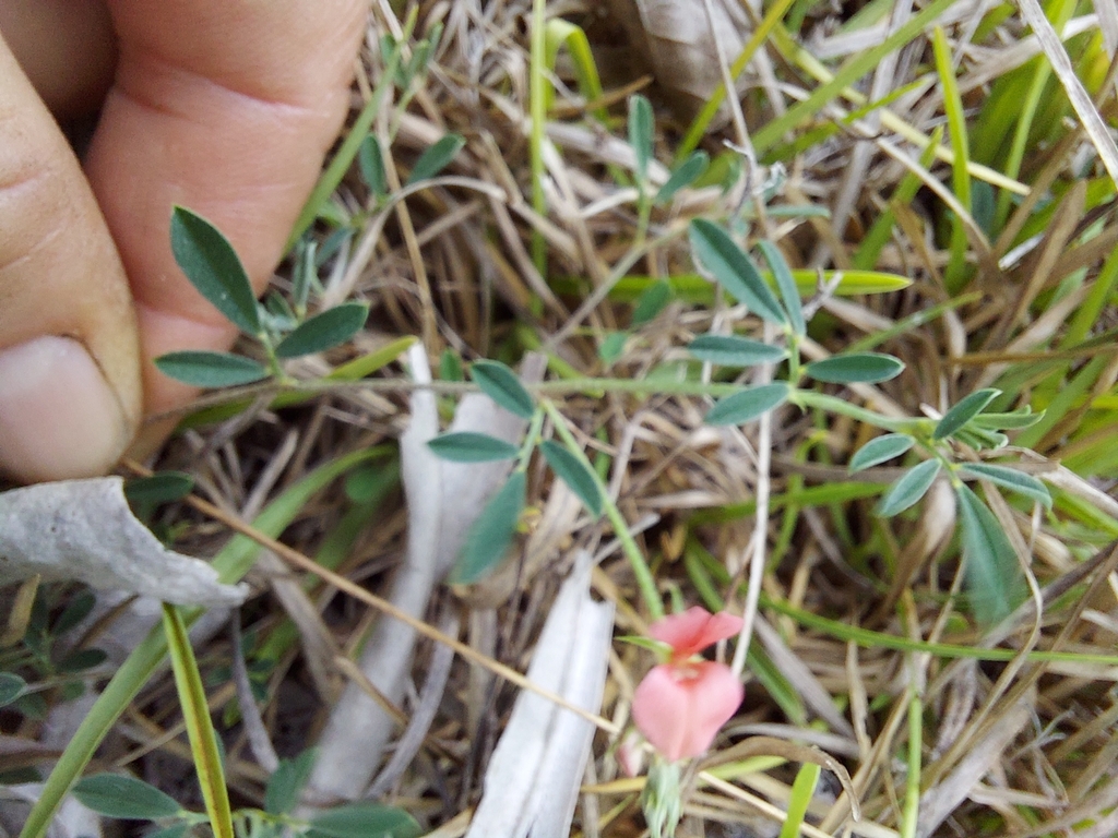 Indigofera miniata