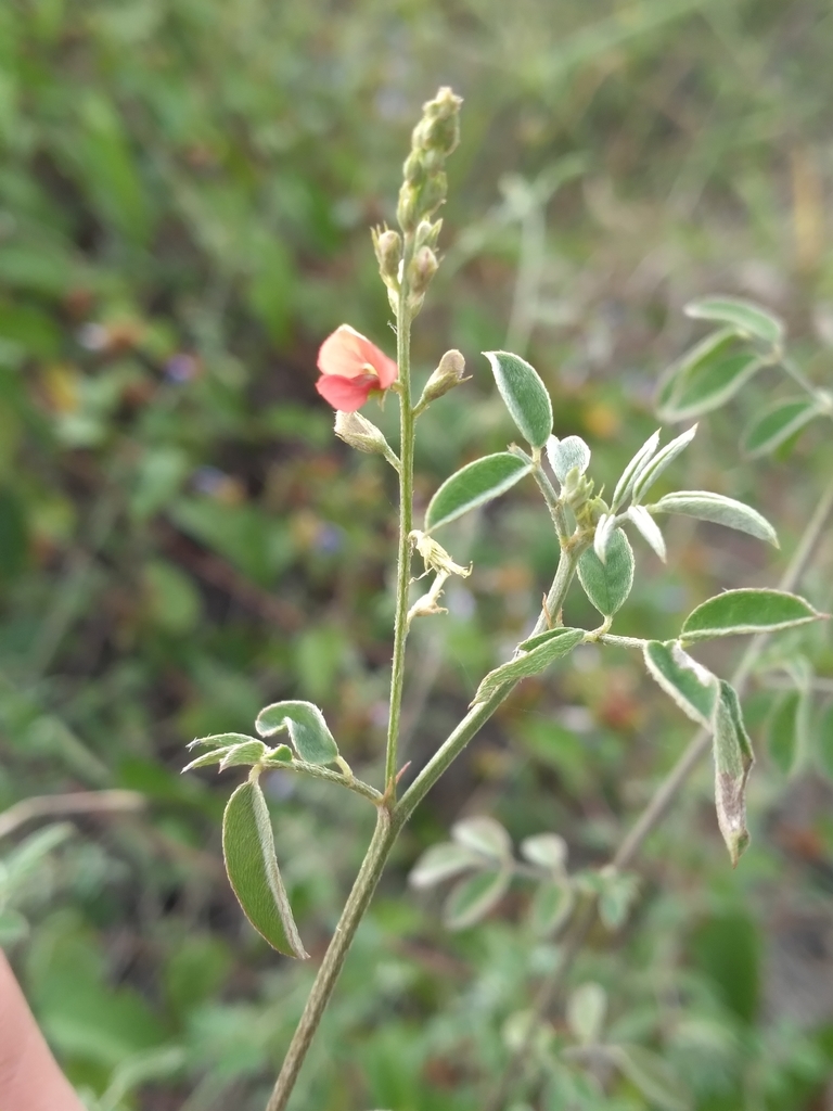 Indigofera trita subsp. scabra