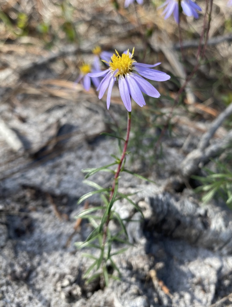 Ionactis repens
