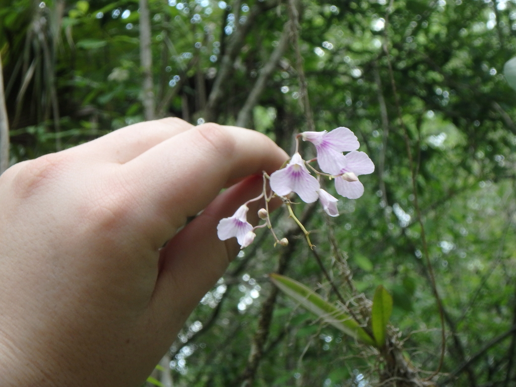 Ionopsis utricularioides
