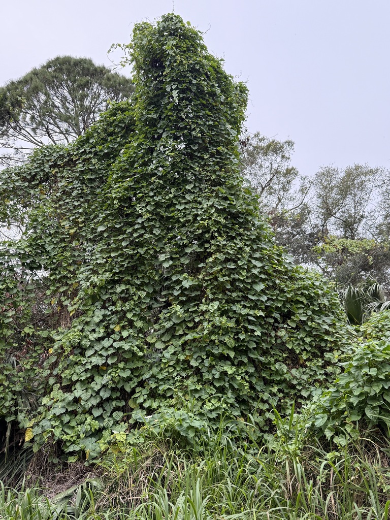 Ipomoea alba