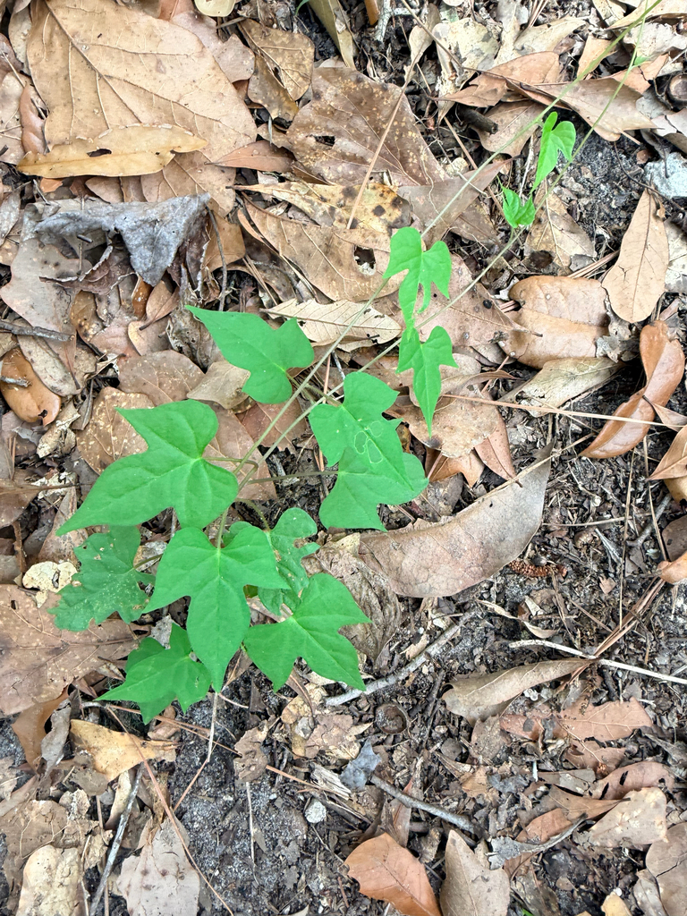 Ipomoea cordatotriloba