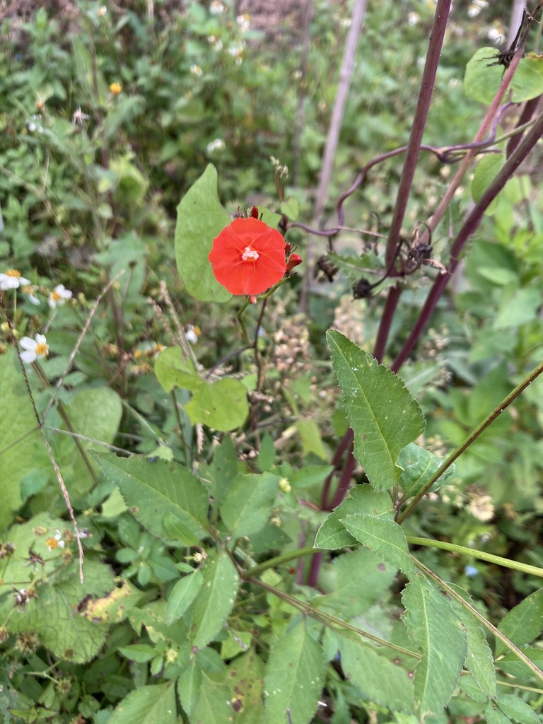 Ipomoea hederifolia