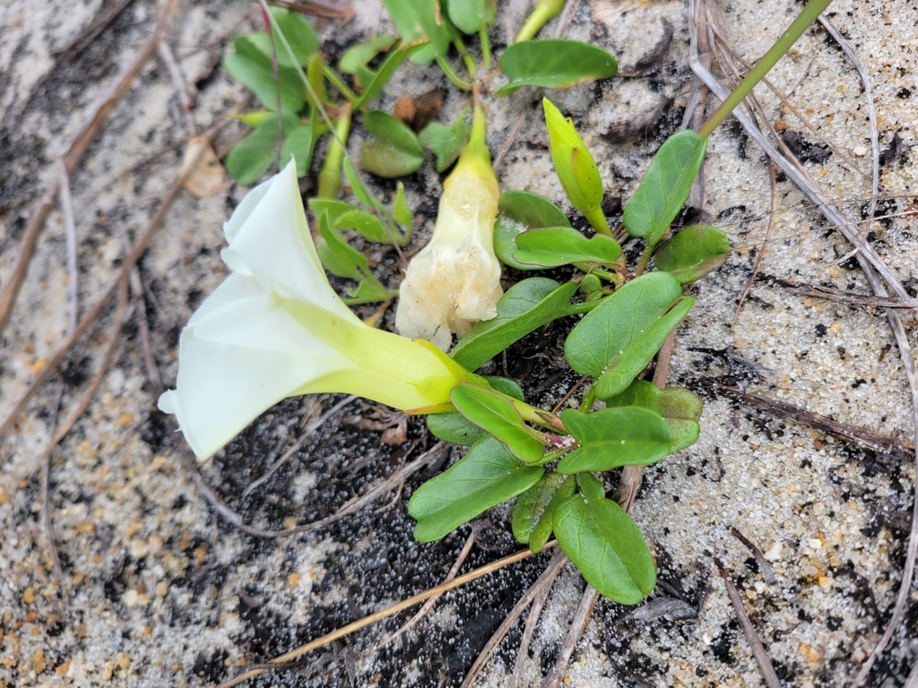 Ipomoea imperati