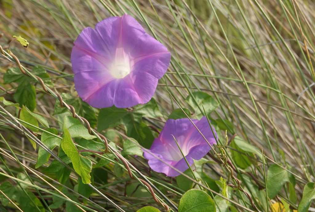 Ipomoea indica