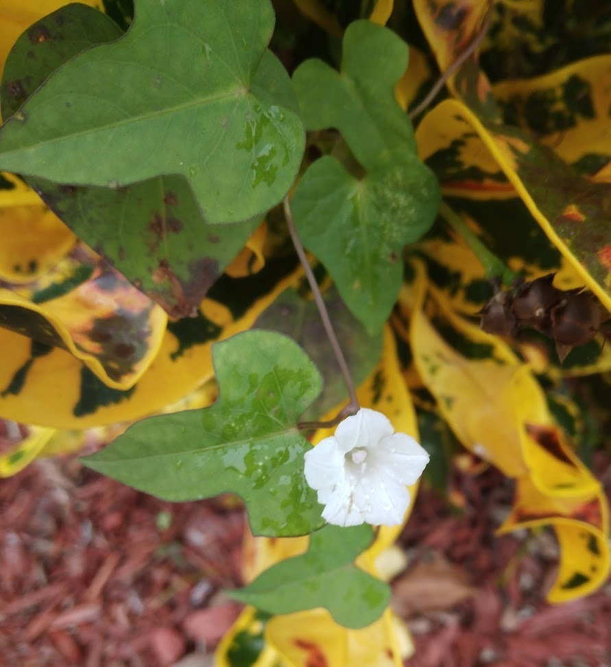 Ipomoea lacunosa