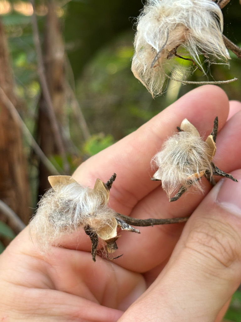 Ipomoea macrorhiza