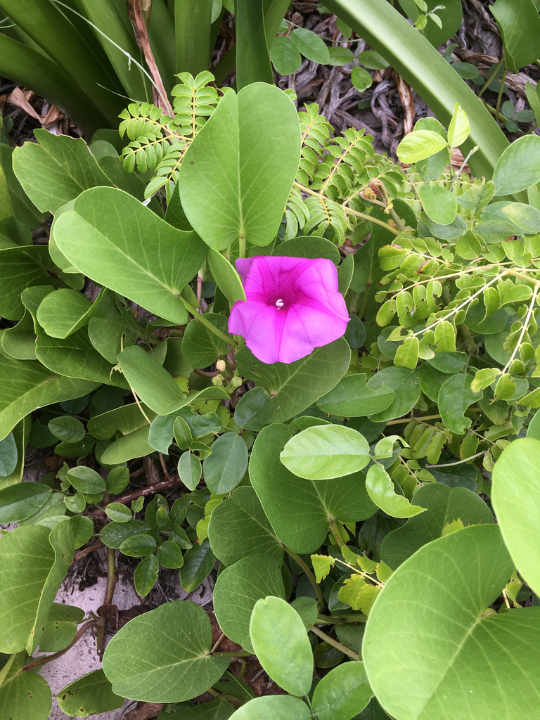 Ipomoea pes-caprae subsp. brasiliensis