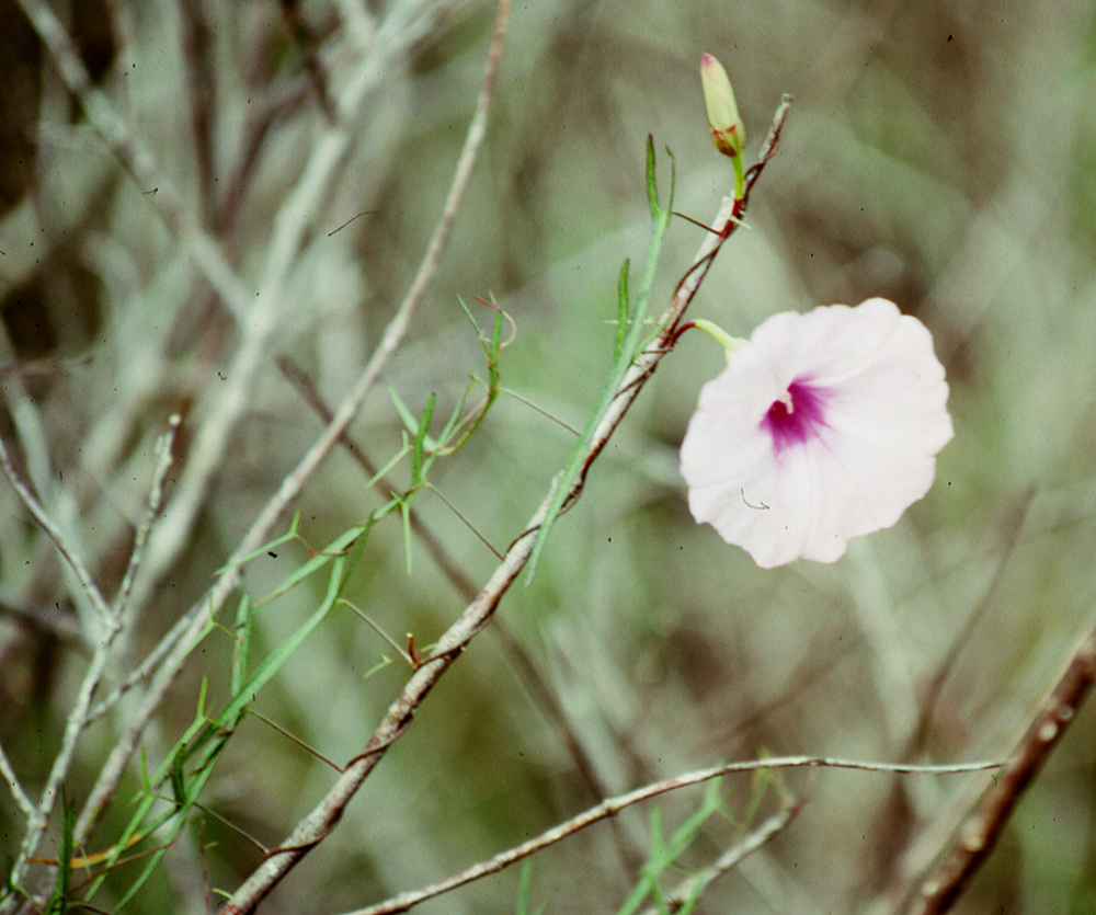 Ipomoea sagittata
