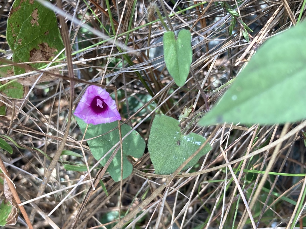 Ipomoea tenuissima