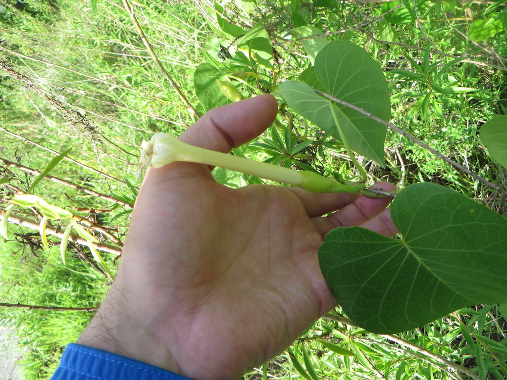 Ipomoea violacea