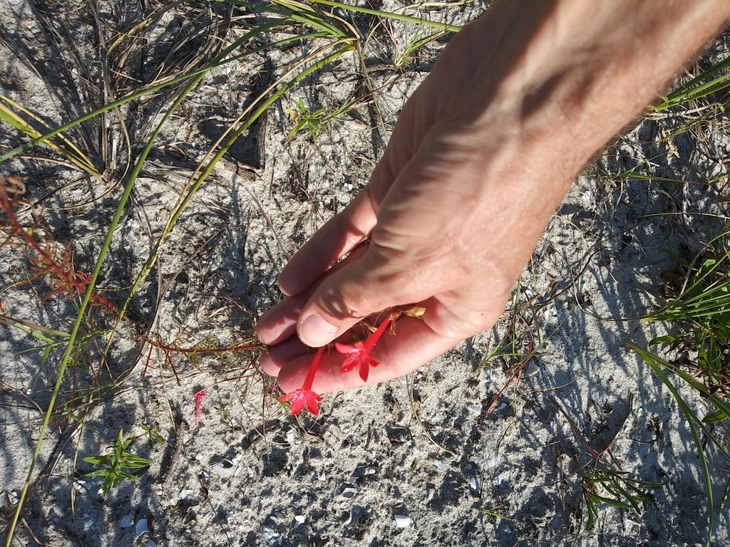 Ipomopsis rubra