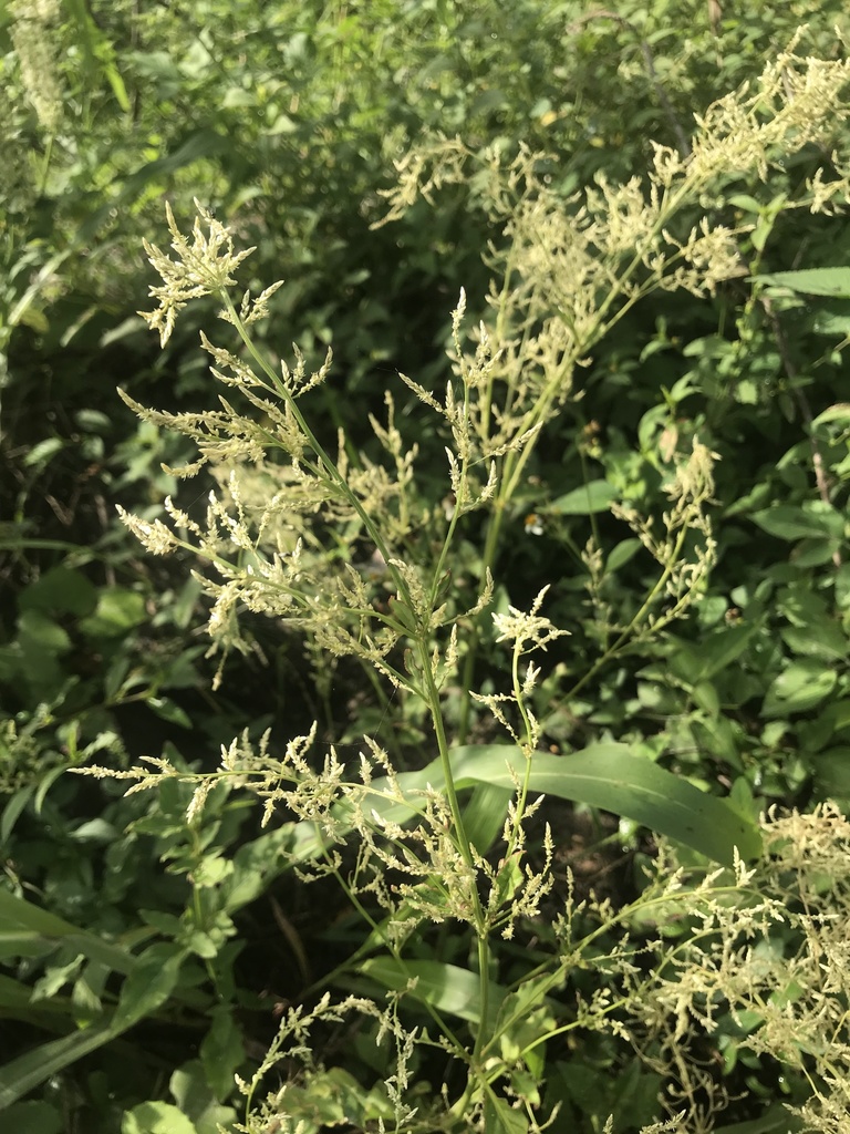 Iresine diffusa