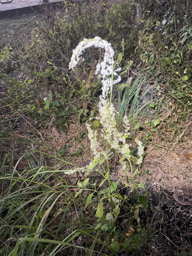 Iresine rhizomatosa
