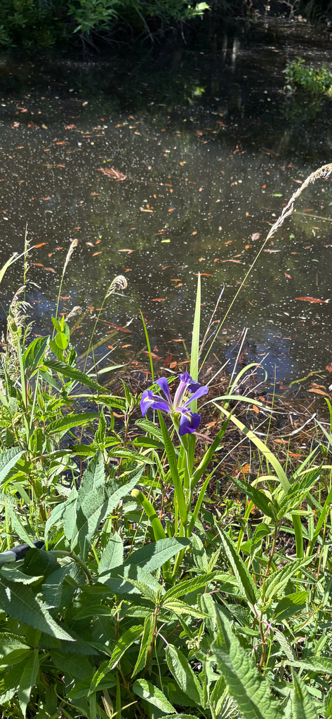 Iris brevicaulis