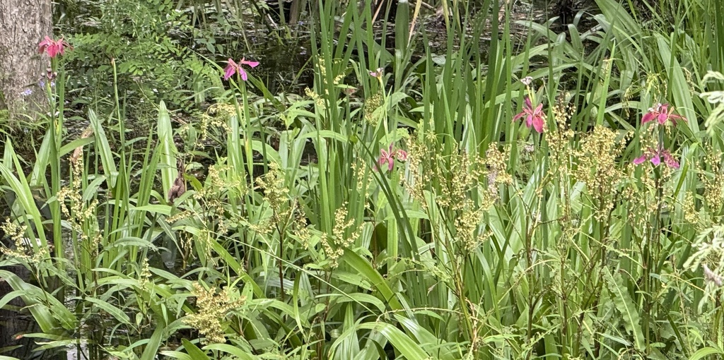 Iris fulva