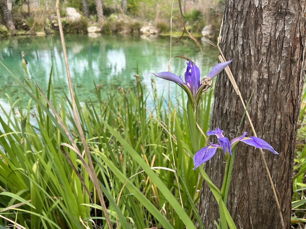 Iris giganticaerulea