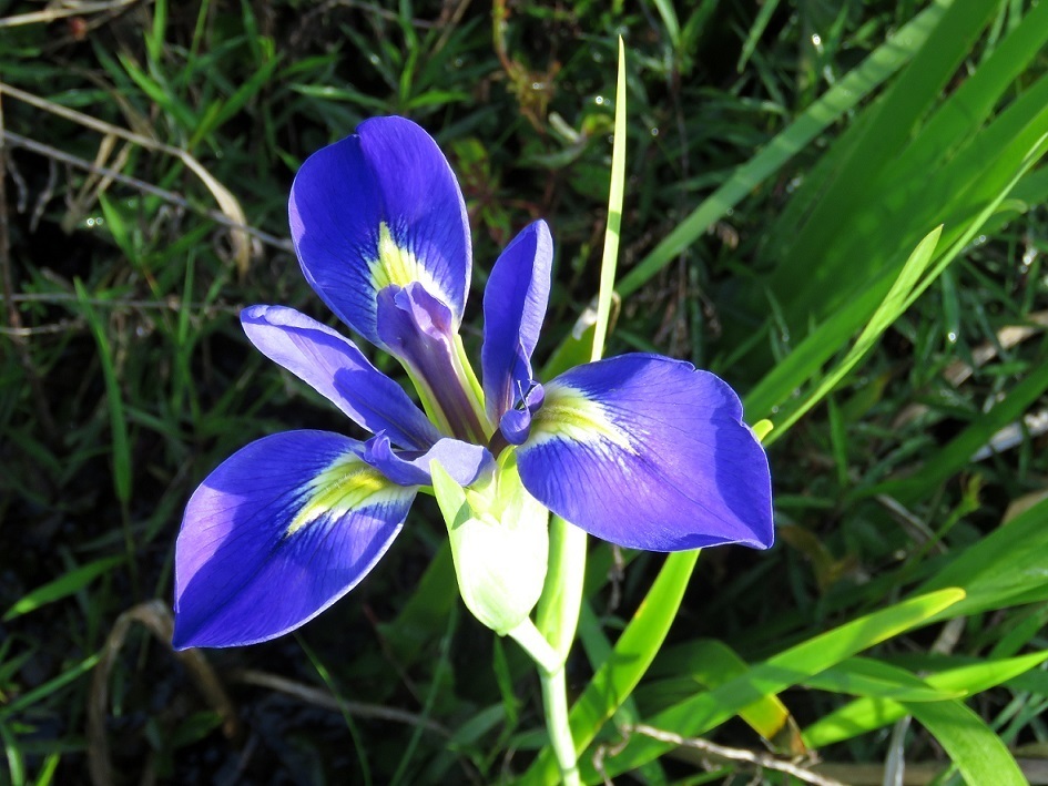 Iris hexagona