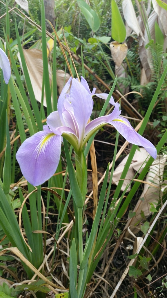 Iris savannarum