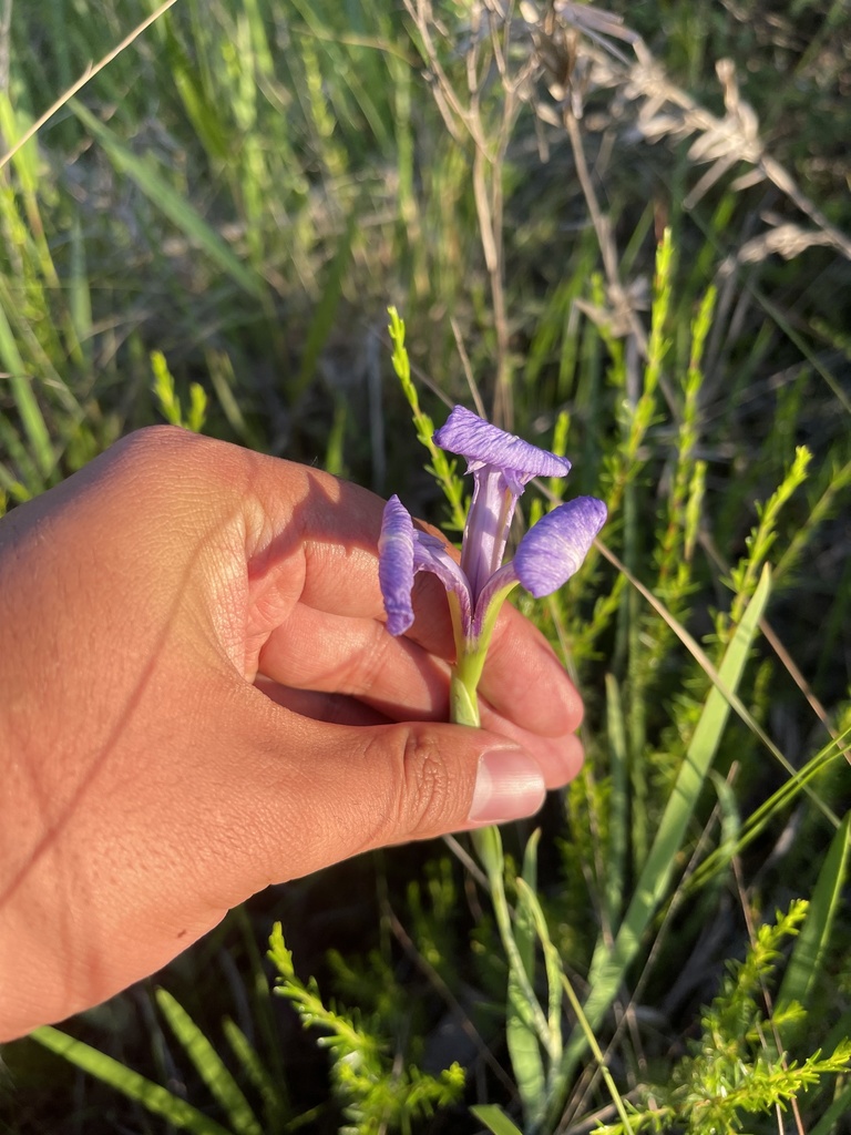 Iris tridentata