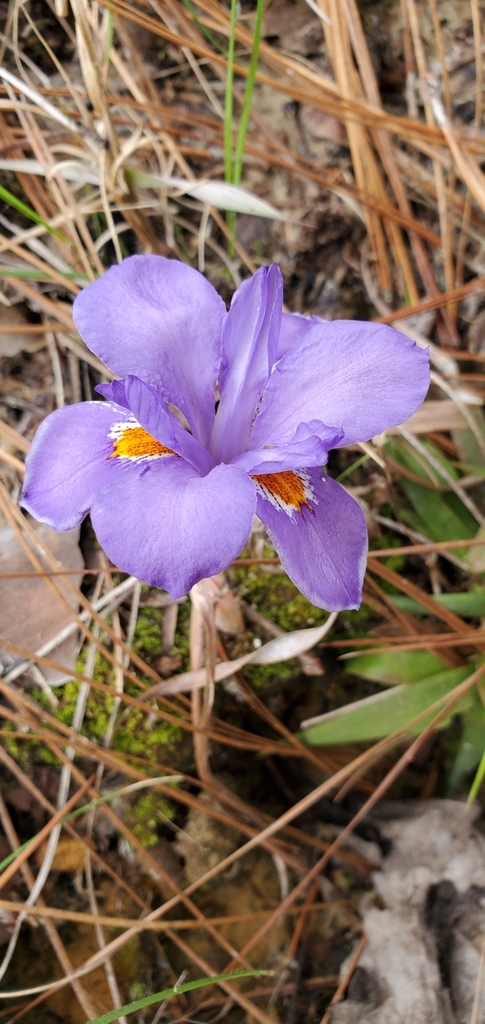 Iris verna var. smalliana