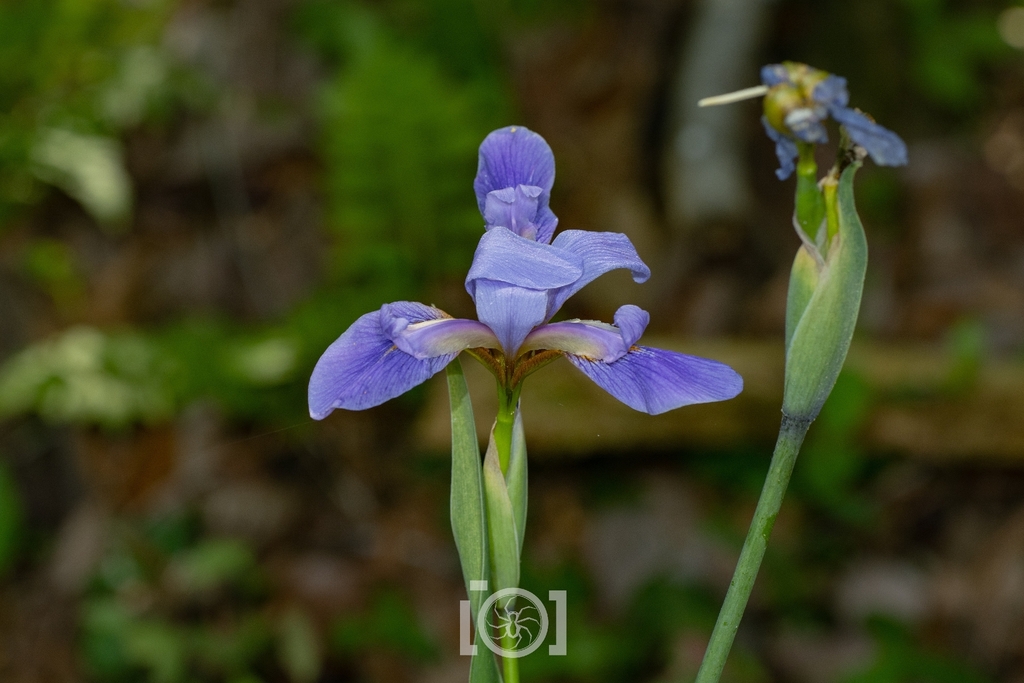 Iris virginica