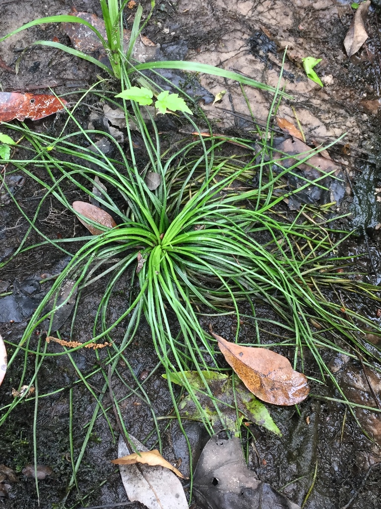 Isoetes boomii