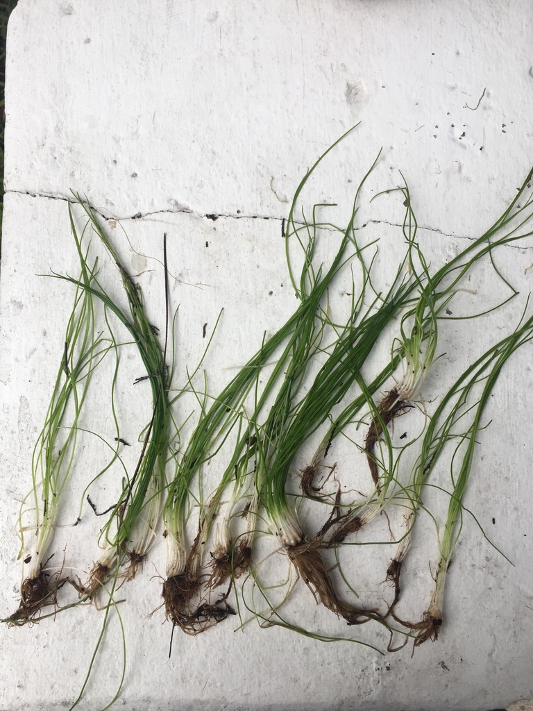 Isoetes flaccida