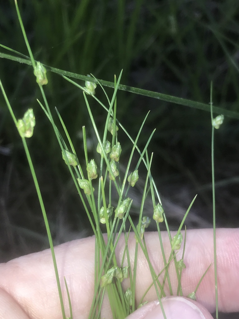 Isolepis carinata