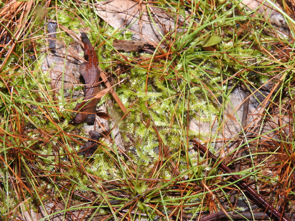 Isopterygium tenerum