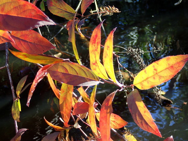 Itea virginica