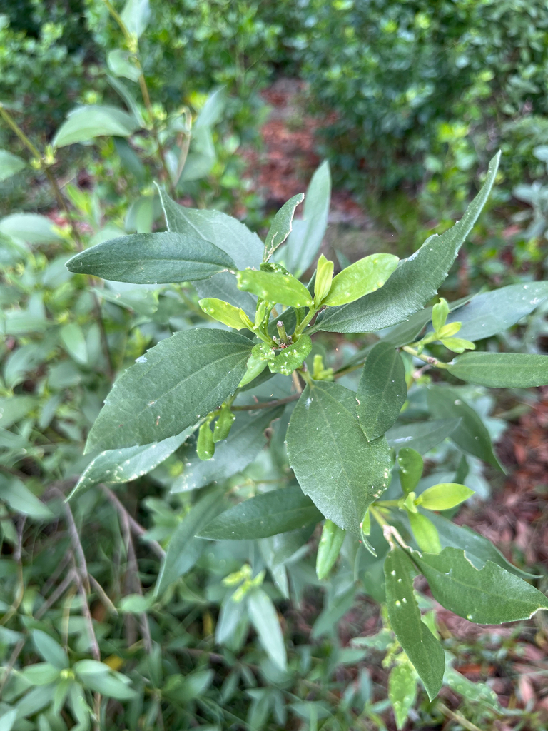 Iva frutescens