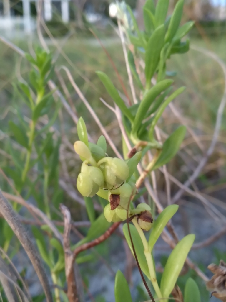 Iva imbricata
