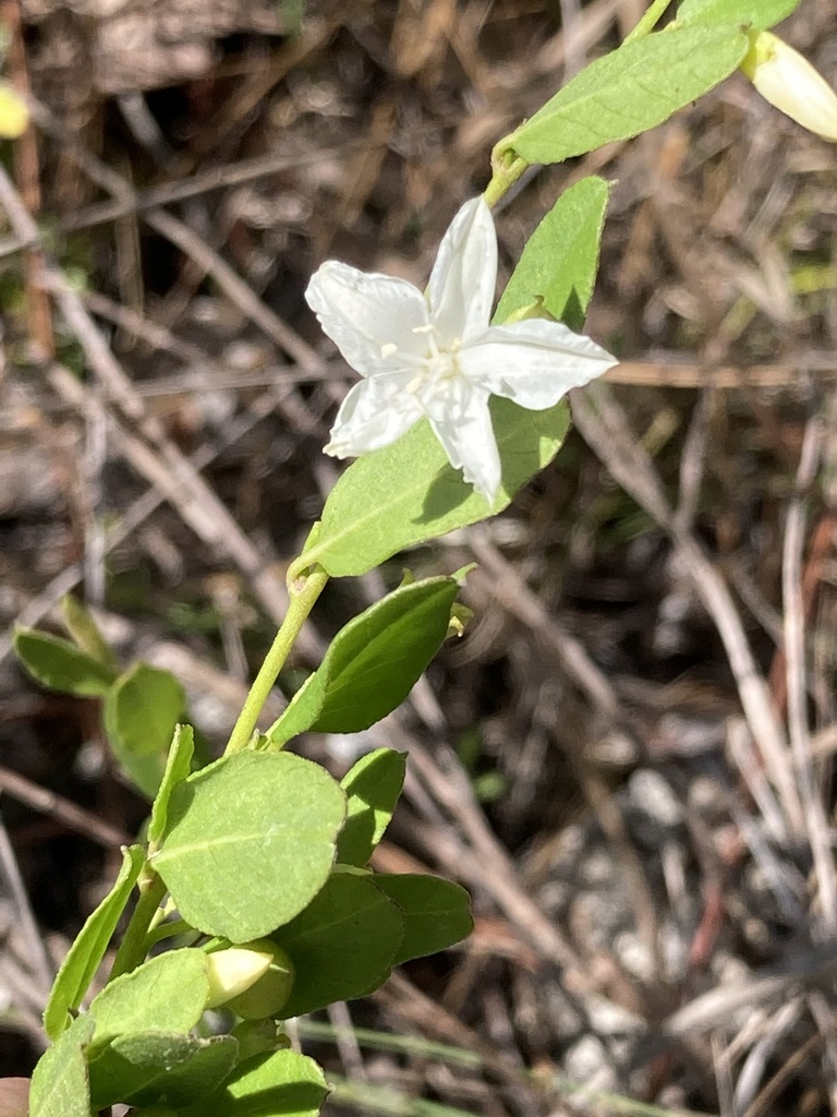 Jacquemontia curtissii